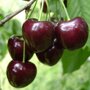 Kersenboom 'Kordia' halfstam